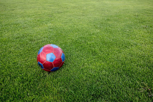 Hướng dẫn kỹ thuật trồng cỏ sân bóng đá đảm bảo đẹp và chất lượng 1
